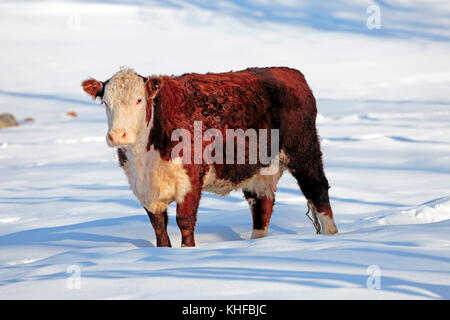 Angus Hereford Cow standing in snow at winter pasture, walking home. Stock Photo