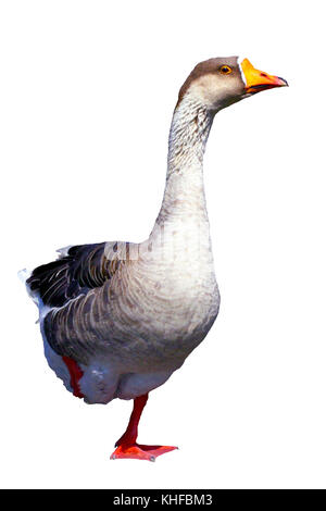 Portrait of Greater white-fronted Goose standing on one leg, on white background.  ( Anser albifrons ) Stock Photo