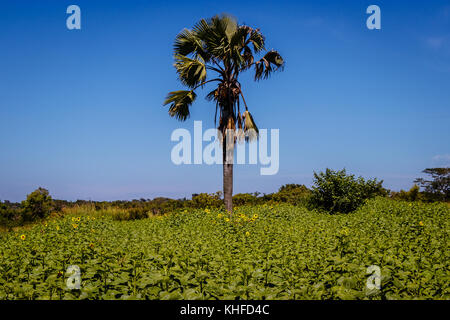 A single palm tree standing in a field of sun flowers nearby Soroti in Uganda Stock Photo