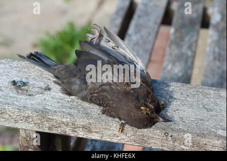 Wasps feeding off the meat of a dead blackbird coming out of mouth and eyes a on park bench with green flies waiting to lay eggs on bird carcass Stock Photo