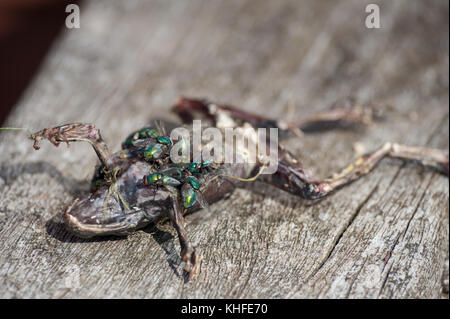 Blow flies, green bottle, congregating over a dead frog killed by a magpie laying eggs on flesh that will soon hatch and decompose body when in larval Stock Photo