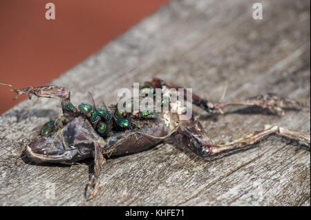 Blow flies, green bottle, congregating over a dead frog killed by a magpie laying eggs on flesh that will soon hatch and decompose body when in larval Stock Photo