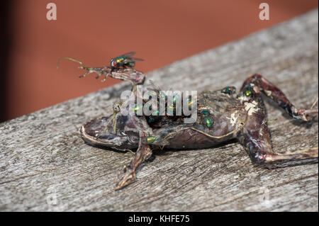 Blow flies, green bottle, congregating over a dead frog killed by a magpie laying eggs on flesh that will soon hatch and decompose body when in larval Stock Photo