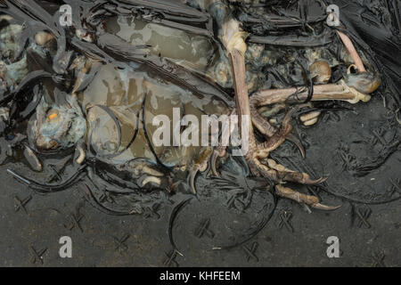 Remains of blackbird bird which has decayed in its own soup of digested ...