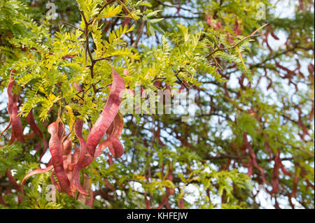 twisted curly seed pods of honey locust bean tree ripening late summer which can be used to make tea or chocolate and other health benefits Stock Photo