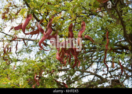 twisted curly seed pods of honey locust bean tree ripening late summer which can be used to make tea or chocolate and other health benefits Stock Photo
