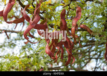 twisted curly seed pods of honey locust bean tree ripening late summer which can be used to make tea or chocolate and other health benefits Stock Photo