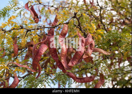 twisted curly seed pods of honey locust bean tree ripening late summer ...