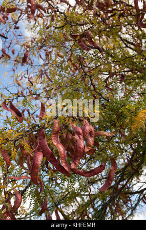 twisted curly seed pods of honey locust bean tree ripening late summer which can be used to make tea or chocolate and other health benefits Stock Photo