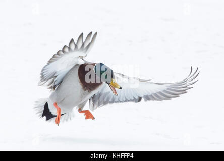 Mallard (Anas platyrhynchos). Landing on snow-covered pond. Acadia National Park, Maine, USA. Stock Photo