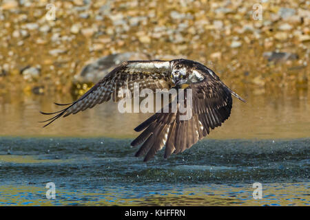 Osprey (Pandion haliaetus) fishing in Somes Sound. Acadia National Park, Maine, USA. Stock Photo