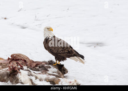 Bald eagle feeding on a deer carcass in the winter snow.  Bird was photographed in the wild.  It has a serious expression and considerable detail. Stock Photo
