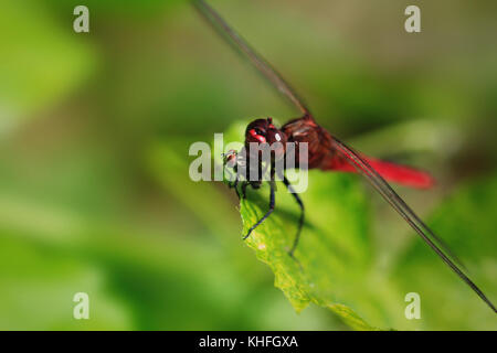 A red dragonfly perches on a leaf in order to eat a House fly it has just caught and killed. Townsville, Queensland, Australia Stock Photo