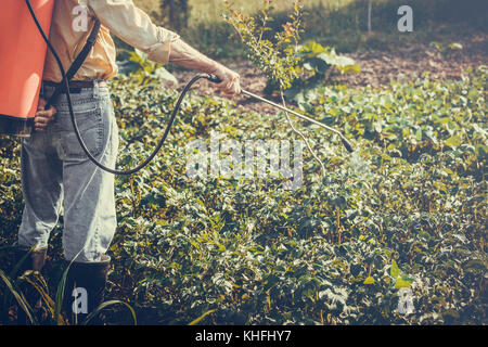 Man spraying of pesticide on potato plantation with hand spray in summer. Farmer. Stock Photo