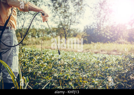 Man spraying of pesticide on potato plantation with hand spray in summer. Farmer. Stock Photo