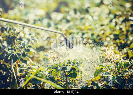 Spraying potato plants with insecticide in garden Stock Photo