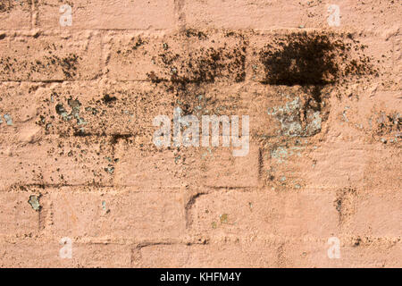Lichen growing on an old pale pink painted weathered clay brick wall adds a touch of grunge, ideal for rustic backgrounds or wallpapers. Stock Photo