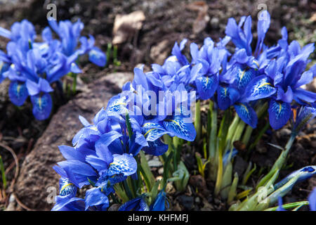 Iris histrioides ' Lady Beatrix Stanley ' alpine plants rockery stone Stock Photo