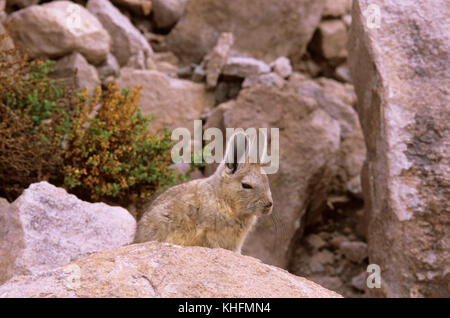 Viscacha (Lagidium viscacia), seated on boulder. Lauca National Park, Arica-Parinacota Region, Chile Stock Photo