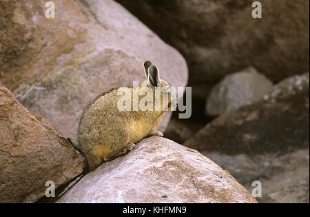 Viscacha (Lagidium viscacia), in typical rocky mountain habitat. Andes, Lauca National Park, Arica-Parinacota Region, Chile Stock Photo