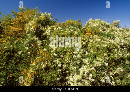 Small-leaved clematis (Clematis microphylla), Nambung National Park, Western Australia Stock Photo