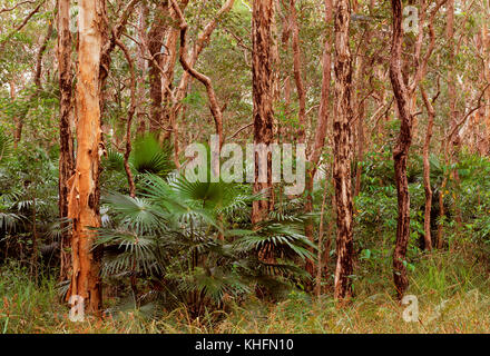 Melaleuca open forest or Coastal swamp forest, also called Paperbark swamp forest, with sedges and marsh grasses understorey and Cabbage tree palm (Li Stock Photo