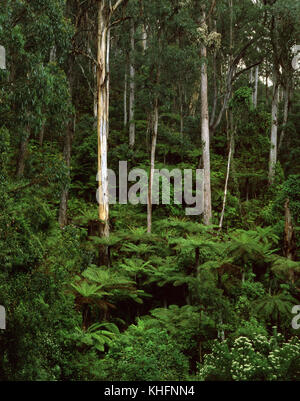 Tall eucalypt forest with tree fern understorey (Dicksonia antarctica). South East Forests National Park, New South Wales, Australia Stock Photo