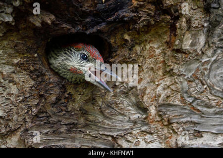 Green Woodpecker ( Picus viridis ), juvenile, chick, young watching out of its nest hole, begging for food, remote close-up, wildlife, Europe. Stock Photo