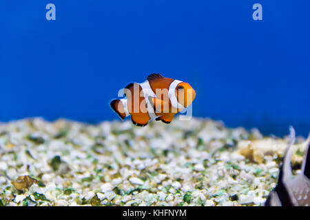 Image of clown fish in aquarium water Stock Photo