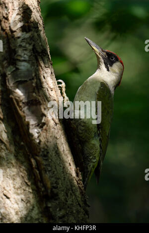 Green Woodpecker / Grünspecht ( Picus viridis ), perched on a tree trunk, in typical pose, wildlife, Europe. Stock Photo