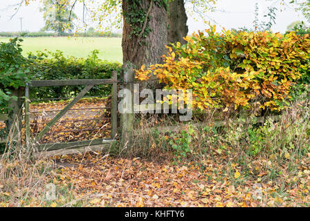 Autumnal beech hedge and wooden gate in the cotswold countryside. Oxfordshire, Cotswolds, UK Stock Photo