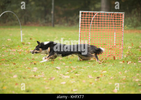 Dog, Border Collie, running in agility competition Stock Photo
