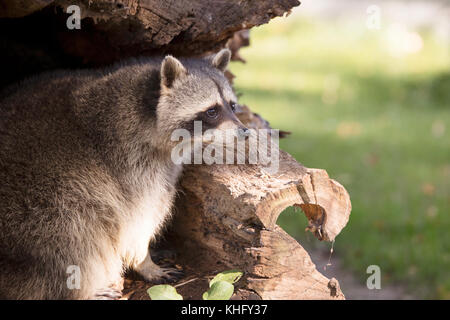 Racoon sitting in hollow tree trunk Stock Photo