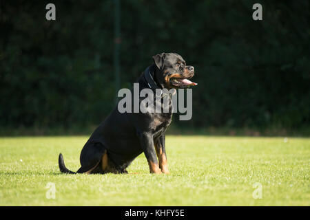 Dog, Rottweiler, sitting on grass, tongue out Stock Photo