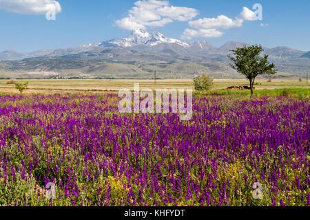 View over the Mount Erciyes in Kayseri, in the springtime through wild flowers.