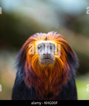 Golden-headed lion tamarin (Leontopithecus chrysomelas) Stock Photo