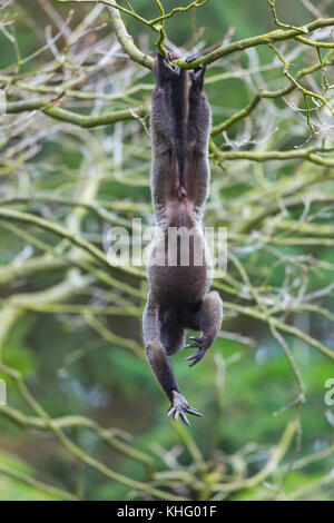 Brown woolly monkey, common woolly monkey, or Humboldt's woolly monkey (Lagothrix lagotricha) Stock Photo