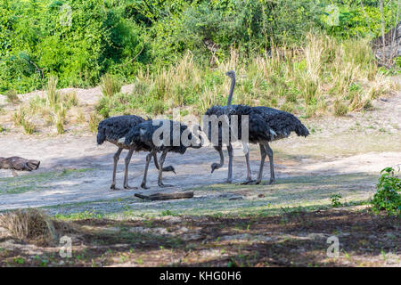 A flock of ostriches shading from the sun Stock Photo