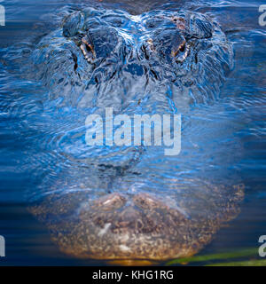 An enormous alligator swims in for a close up in the Florida Everglades. Stock Photo
