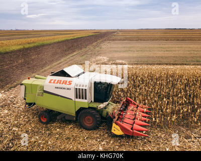 ZRENJANIN, SERBIA - SEPTEMBER 19, 2017: Aerial view of Claas combine harvester working on corn field. Lower maize crop yield expected this year in Voj Stock Photo
