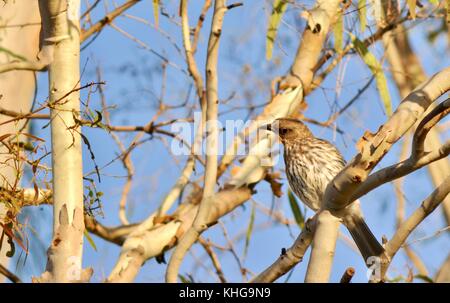 Female figbird (Sphecotheres vieilloti flaviventris) camouflaged among the branches, Sheriff Park, Ross River, Townsville, Queensland, Australia Stock Photo