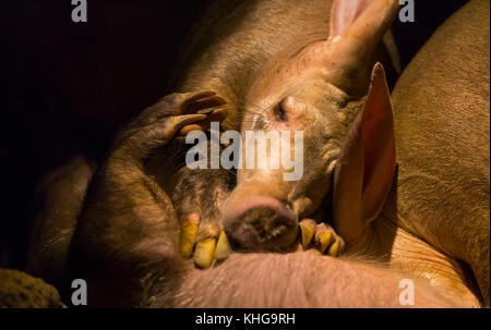 AARDVARK - CERDO HORMIGUERO (Orycteropus afer) Stock Photo