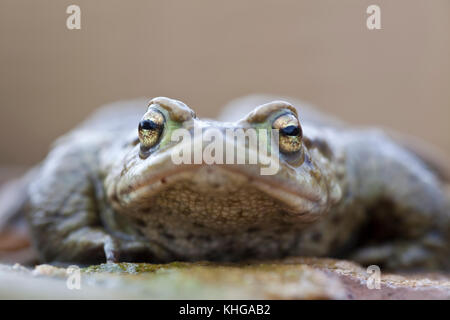 Common frog  Rana temporaria extreme close up face on Stock Photo