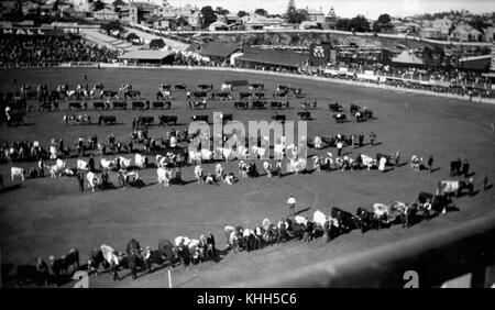 2 207417 Cattle fill the parade ring at the Exhibition Ground, Brisbane, 1941 Stock Photo