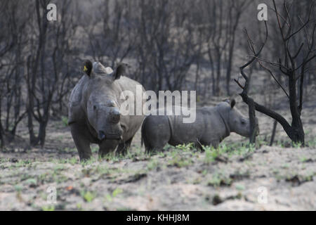 MATOPO, ZIMBABWE -  17 October 2011. A dehored white rhino  with its young cab  in the Matobo Park. Matopo is 35 kilometres south of Bulawayo, southern Zimbabwe. Park. Credit: David Mbiyu/Alamy Live News Stock Photo