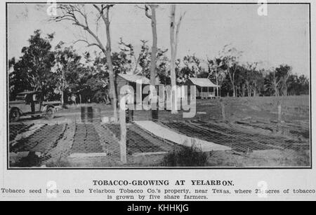 2 296483 Tobacco growing at a Yelarbon, near Texas, Queensland, 1931 Stock  Photo