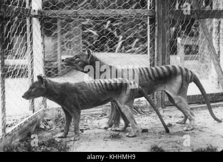 Tasmanian tiger Stock Photo
