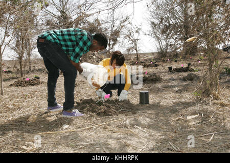 A little tlc to help the tree grow Stock Photo