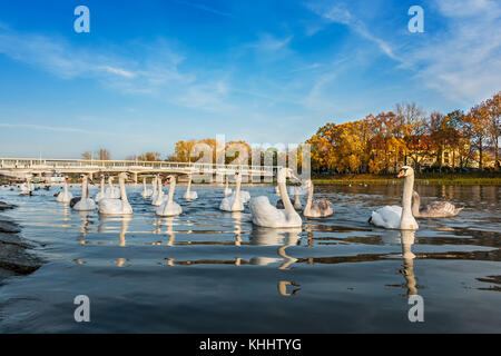 Peaceful white swans floating on the river near bridge in autumn (Piestany, Slovakia) Stock Photo