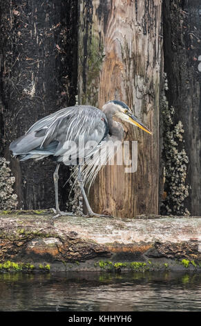 The long feathers of a Great Blue heron are on display as the bird, watchful for prey, stands on a log beside barnacle-encrusted pilings.